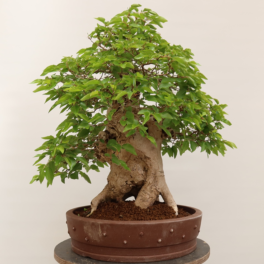 Bonsai im Freien - Carpinus Coreana - Koreanische Hainbuche