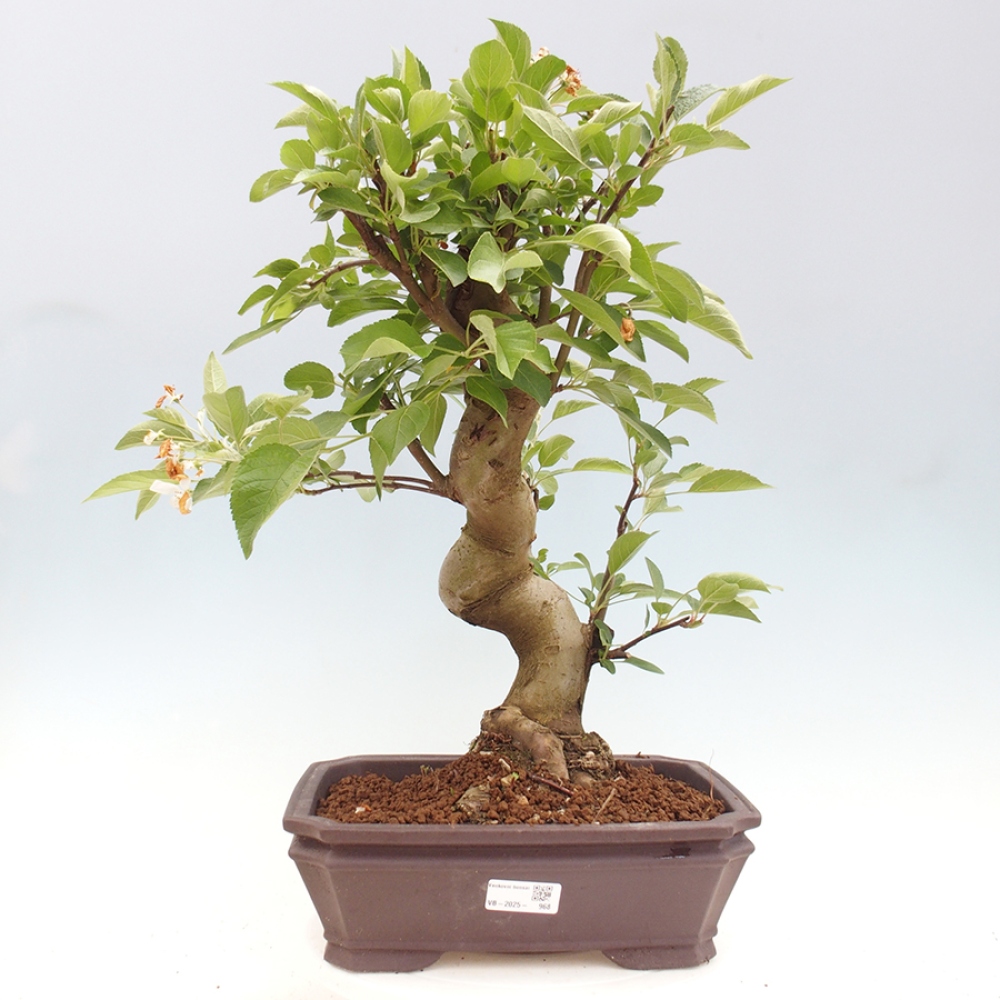 Bonsai im Freien - Malus halliana - Kleinfruchtiger Apfelbaum