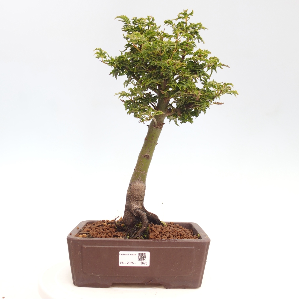 Bonsai im Freien - Acer palmatum Shishigashira-Ahorn