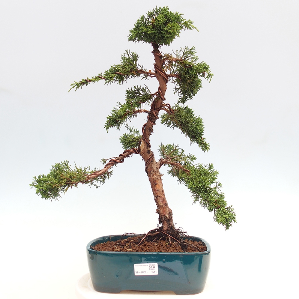 Outdoor-Bonsai - Juniperus chinensis Kishu - Chinesischer Wacholder