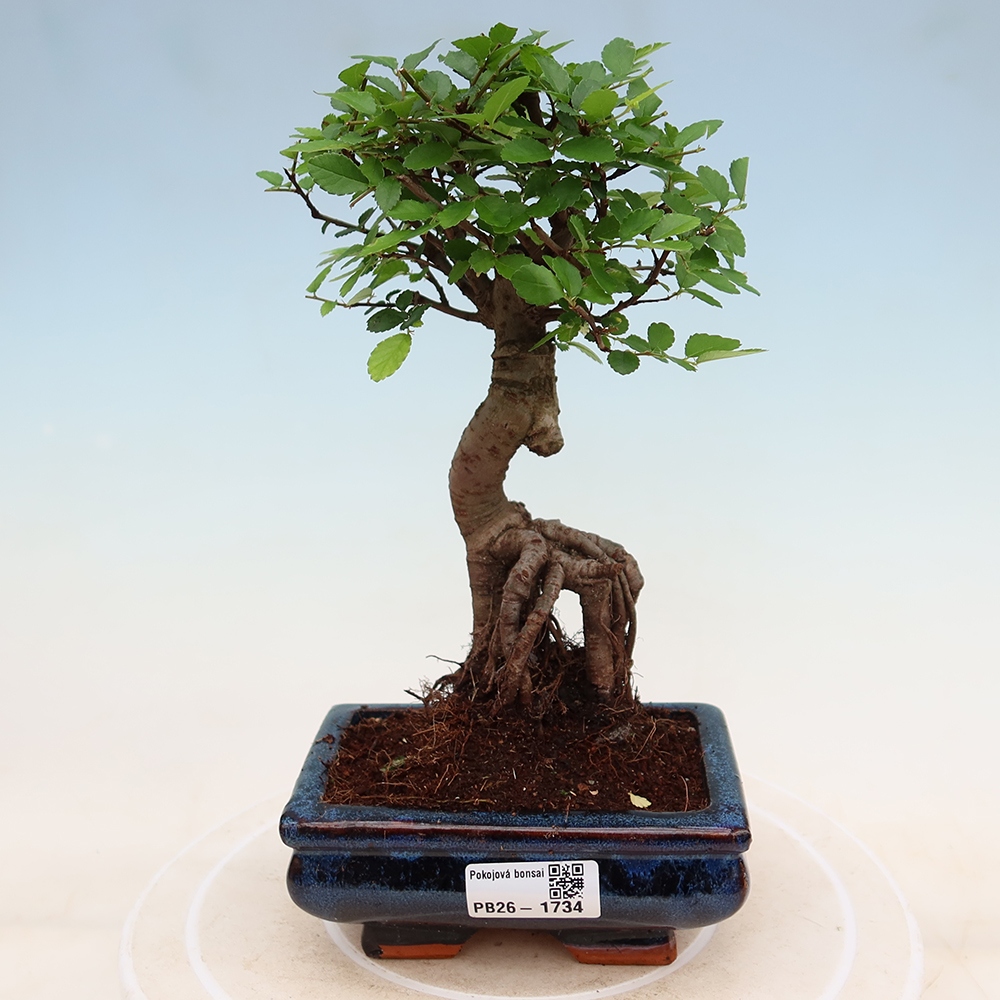 Zimmerbonsai - Ulmus parvifolia - Kleinblättrige Ulme