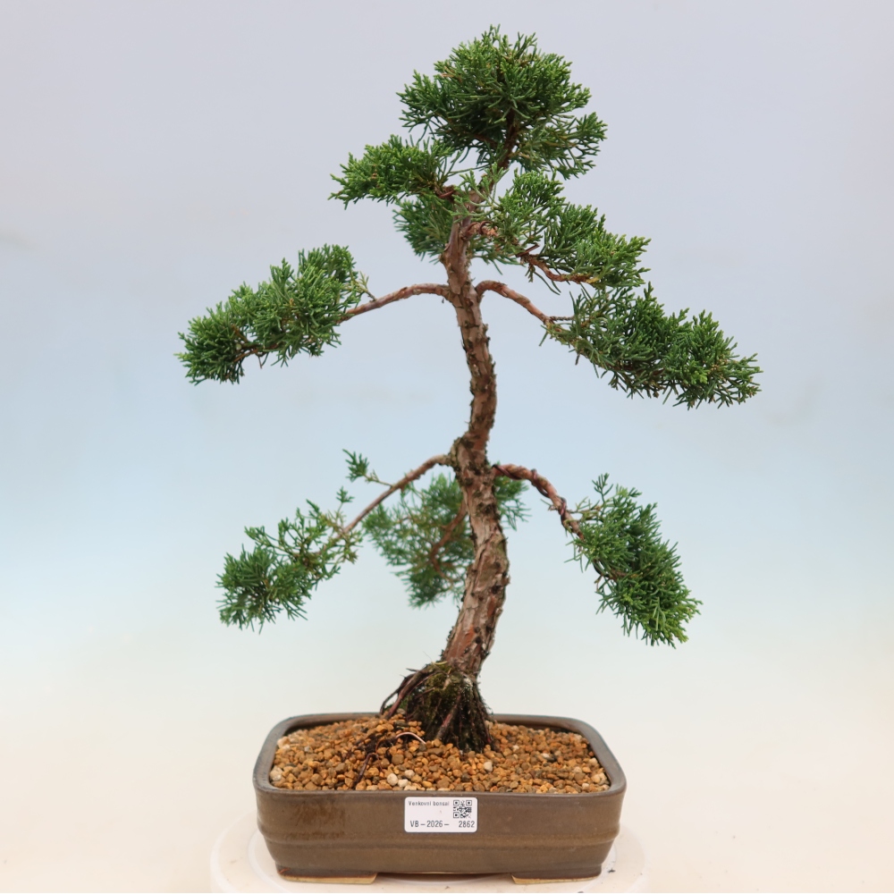Bonsai für draußen - Juniperus chinensis Kishu