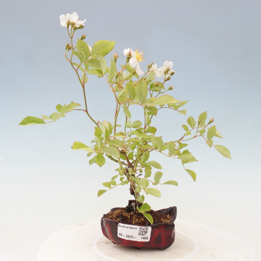 Freilandbonsai - Rosa sp. - kleinblumige Rose