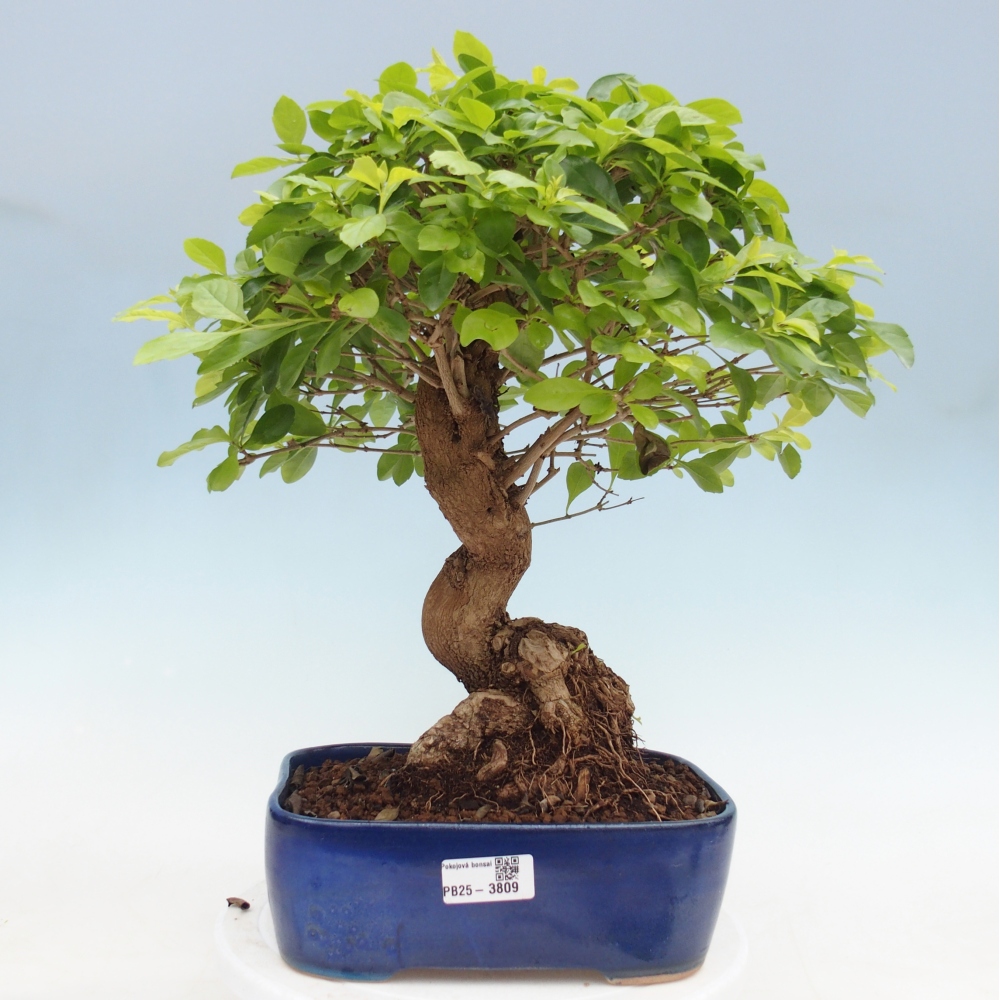 Zimmerbonsai - Duranta erecta Aurea