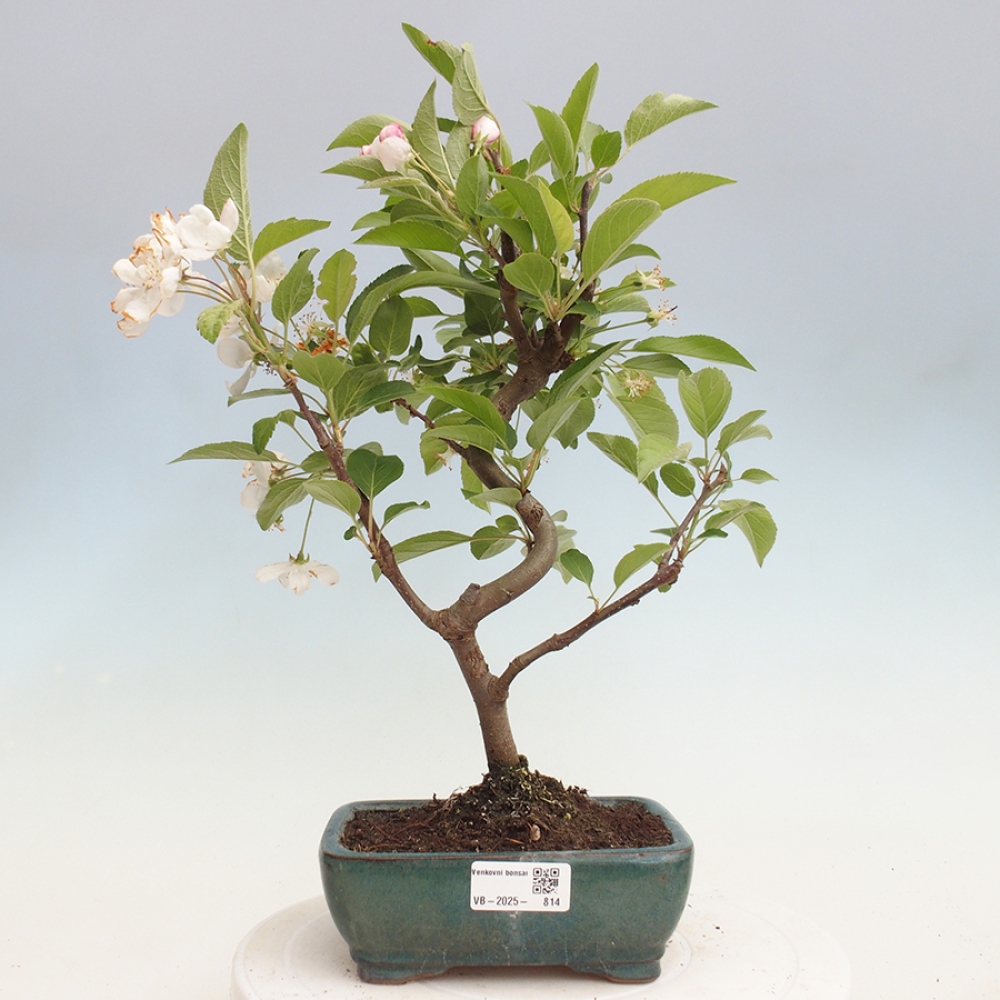 Bonsai im Freien - Malus halliana - Kleinfruchtiger Apfelbaum