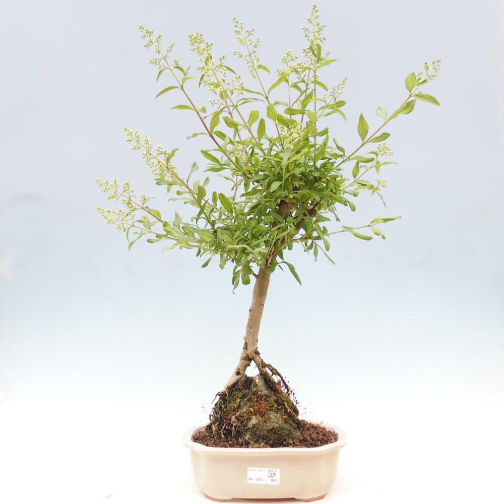 Freilandbonsai - Ligustrum  - Vogelperspektive