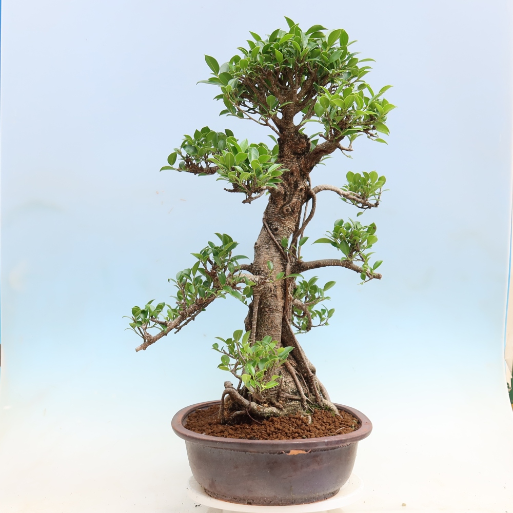 Zimmerbonsai - Ficus kimmen - Kleinblättriger Ficus