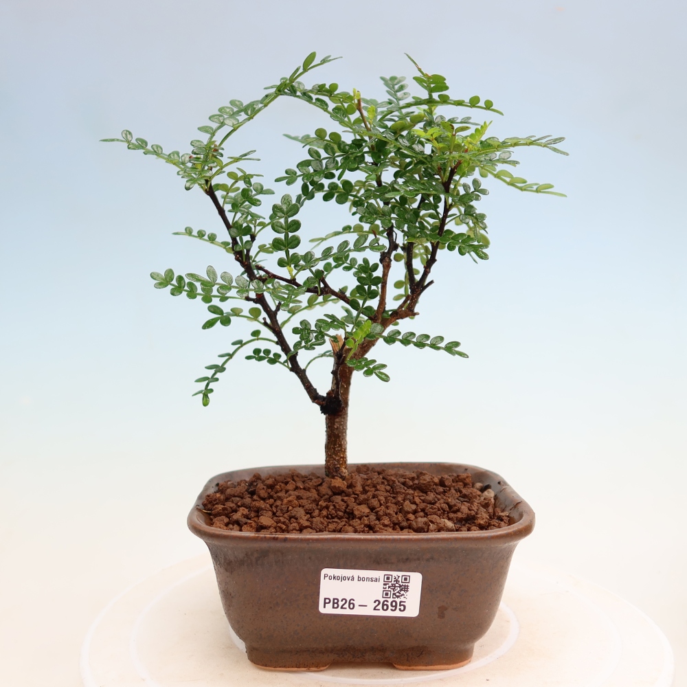 Zimmer Bonsai - Zantoxylum piperitum - Pfefferbaum