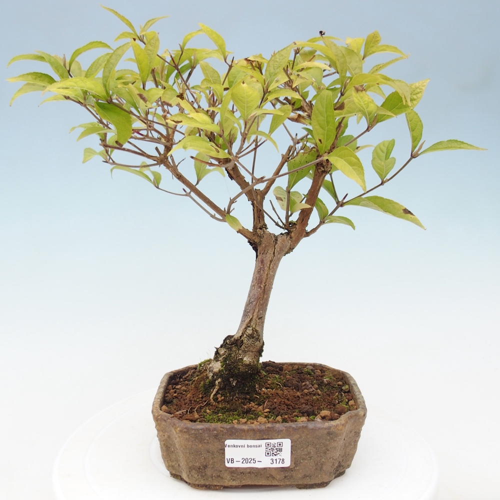 Bonsai im Freien - wunderschöne Pflanze - Callicarpa japonica