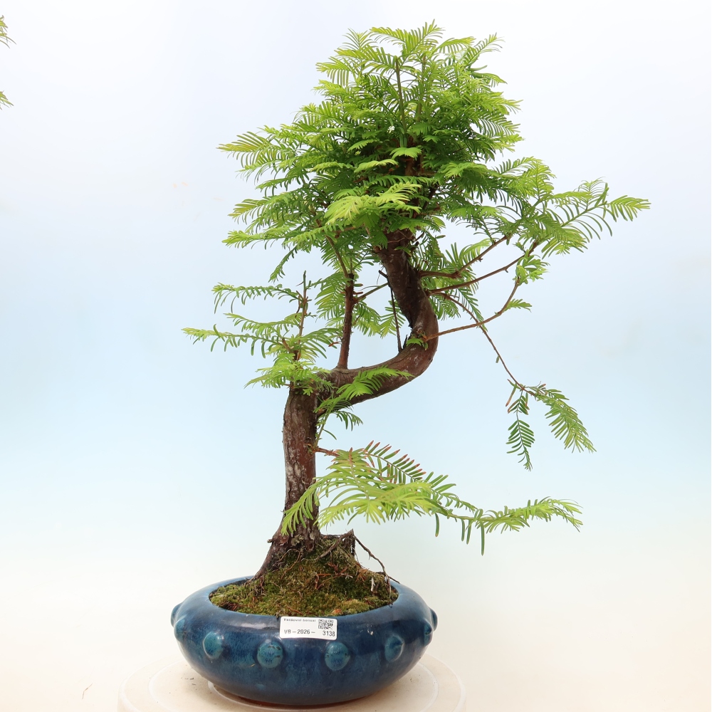 Bonsai für draußen - Metasequoia glyptostroboides - Chinesische Metasequoia