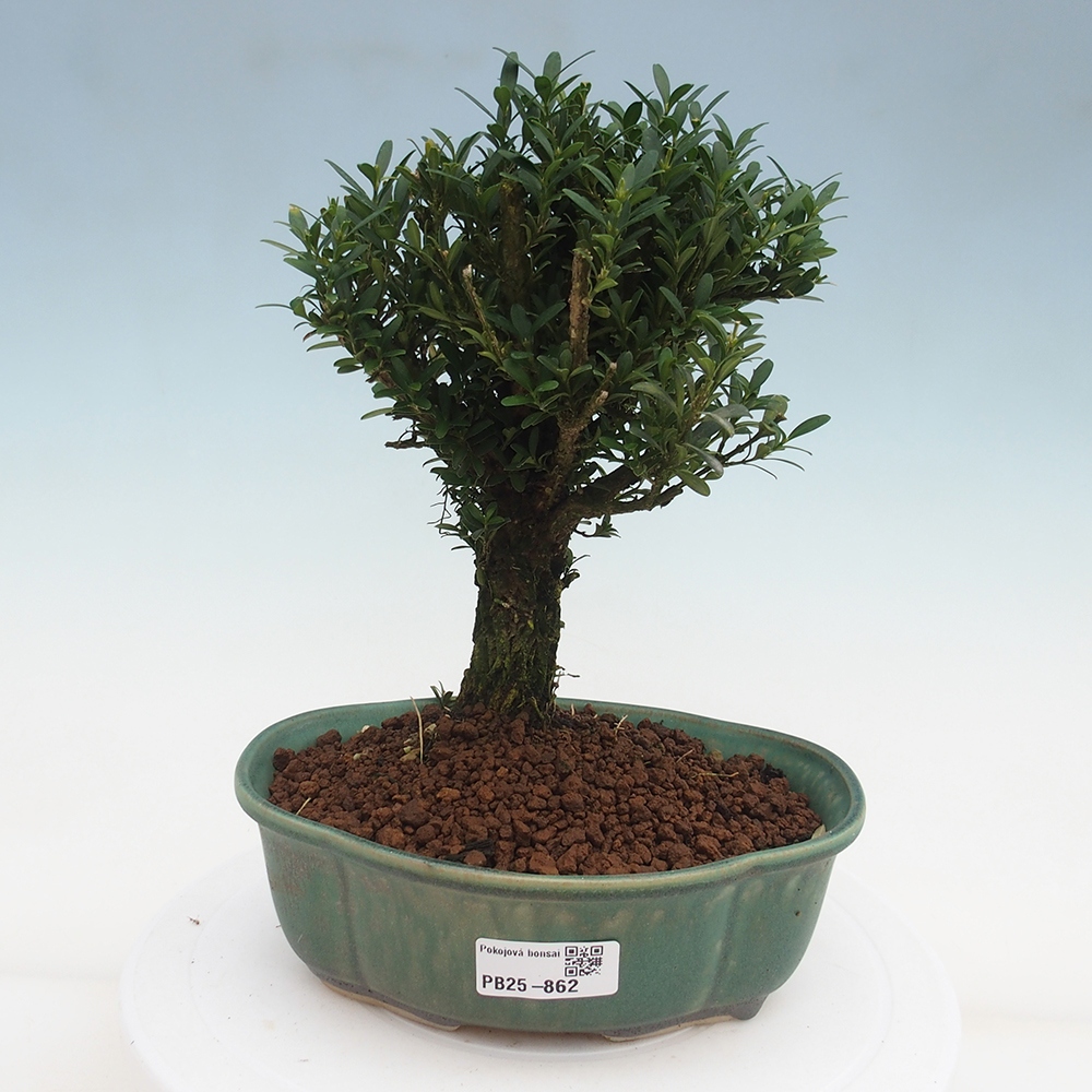 Zimmerbonsai - Buxus harlandii - Korkbuchsbaum