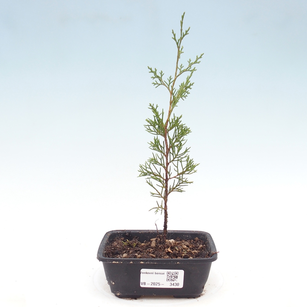 Bonsai für draußen - Juniperus chinensis Itoigawa