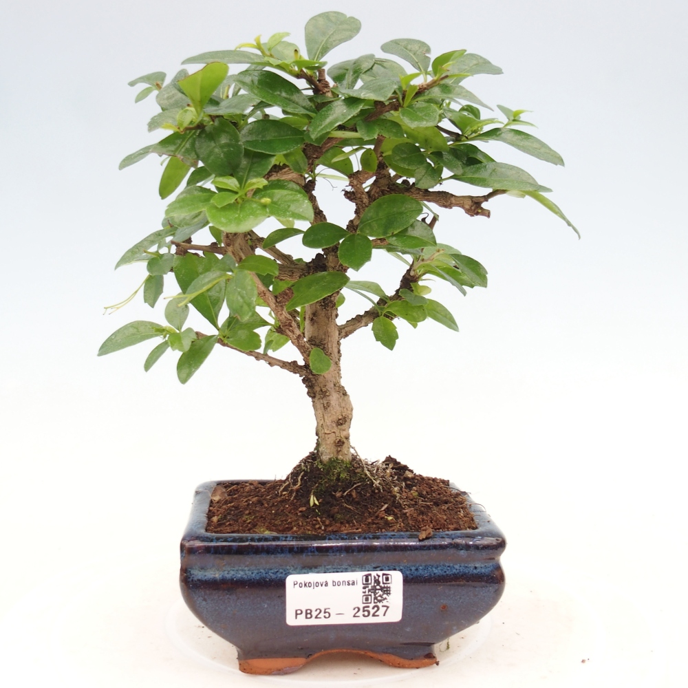 Zimmerbonsai - Carmona Macrophylla - Fuki-Tee