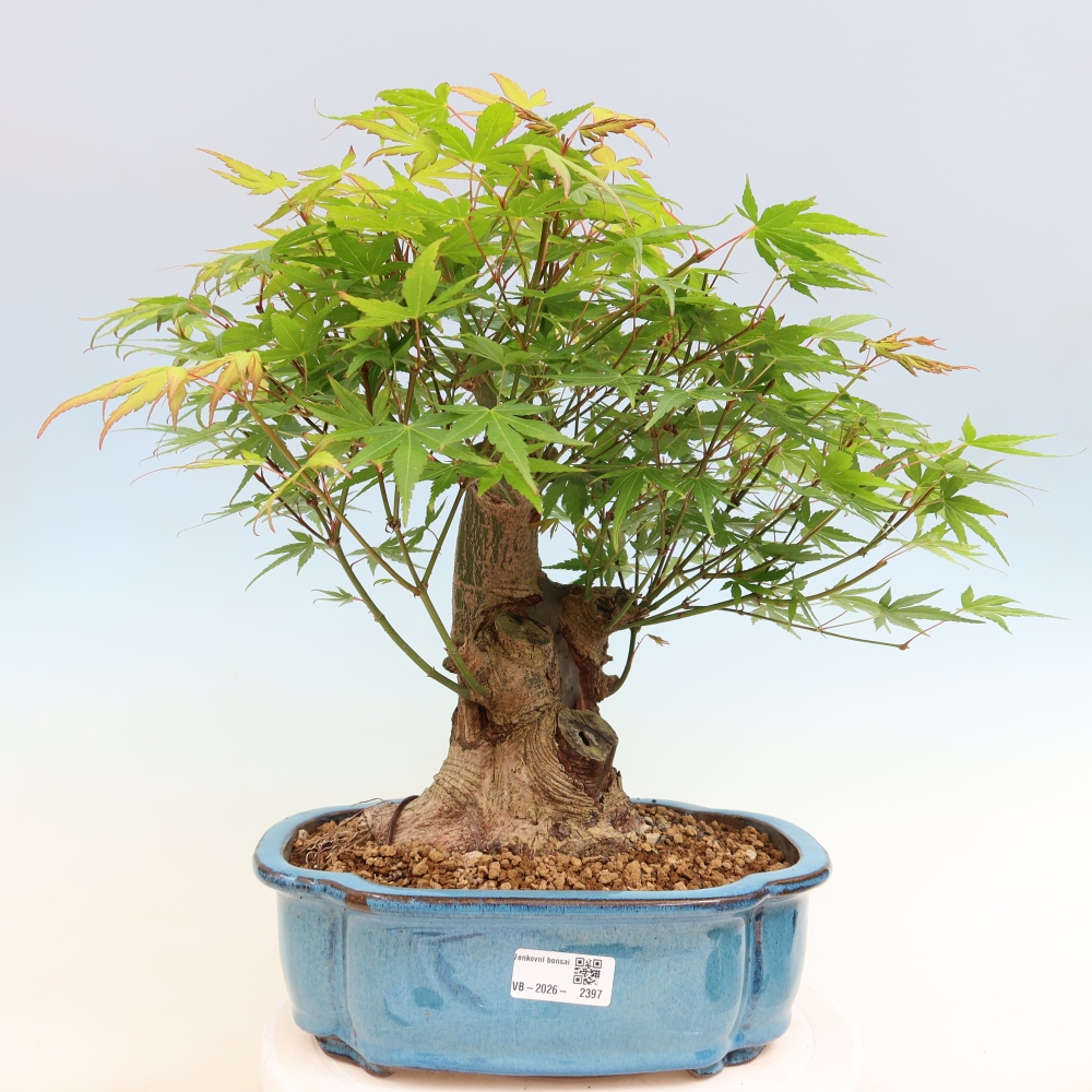 Bonsai für draußen - Ahorn Burger - Acer Burgerianum