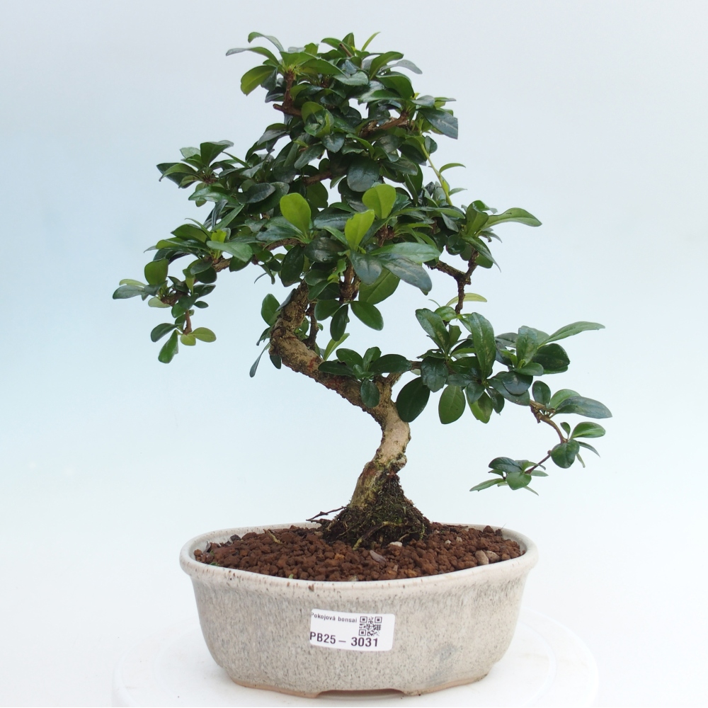 Zimmer Bonsai - Carmona macrophylla - Tea Fuki