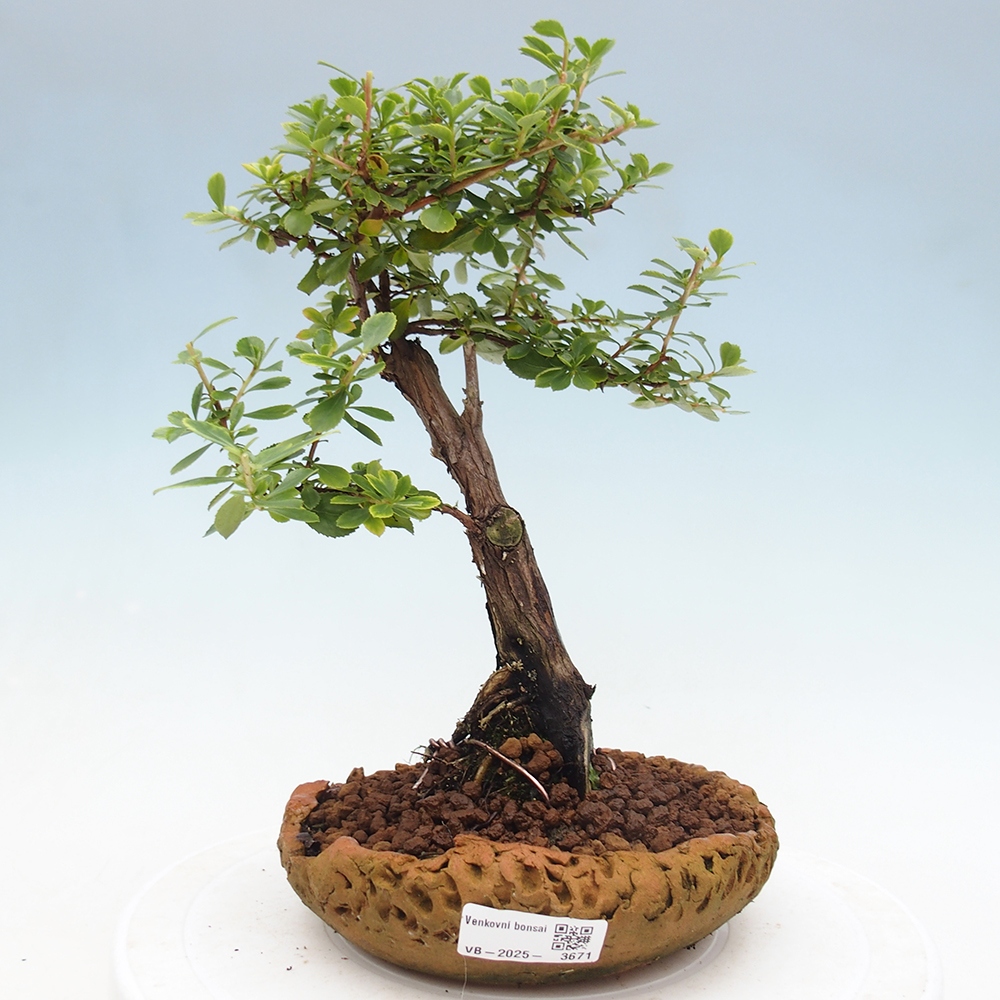 Bonsai im Freien - Escallonia 'Dart's Rosy Red' - Delusion