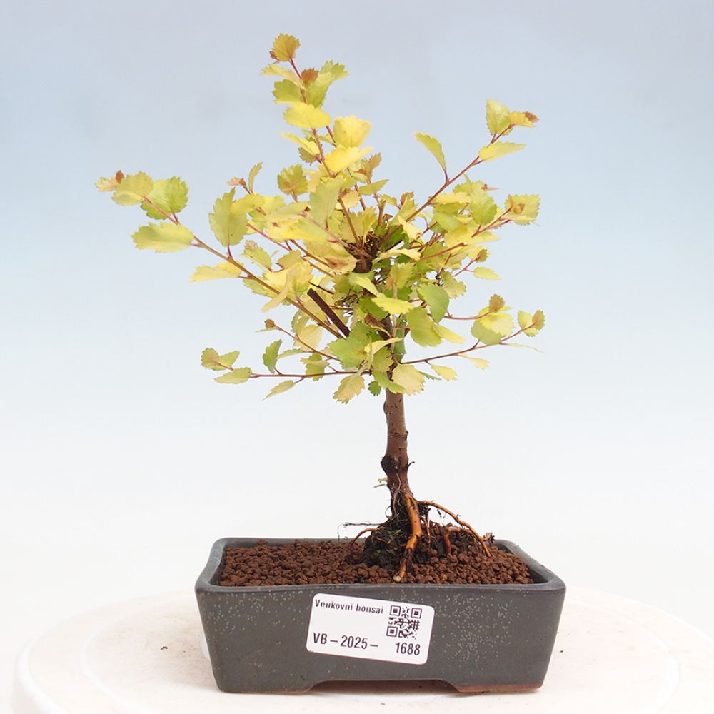 Bonsai im Freien - Zwergbirke - Betula NANA Treasure