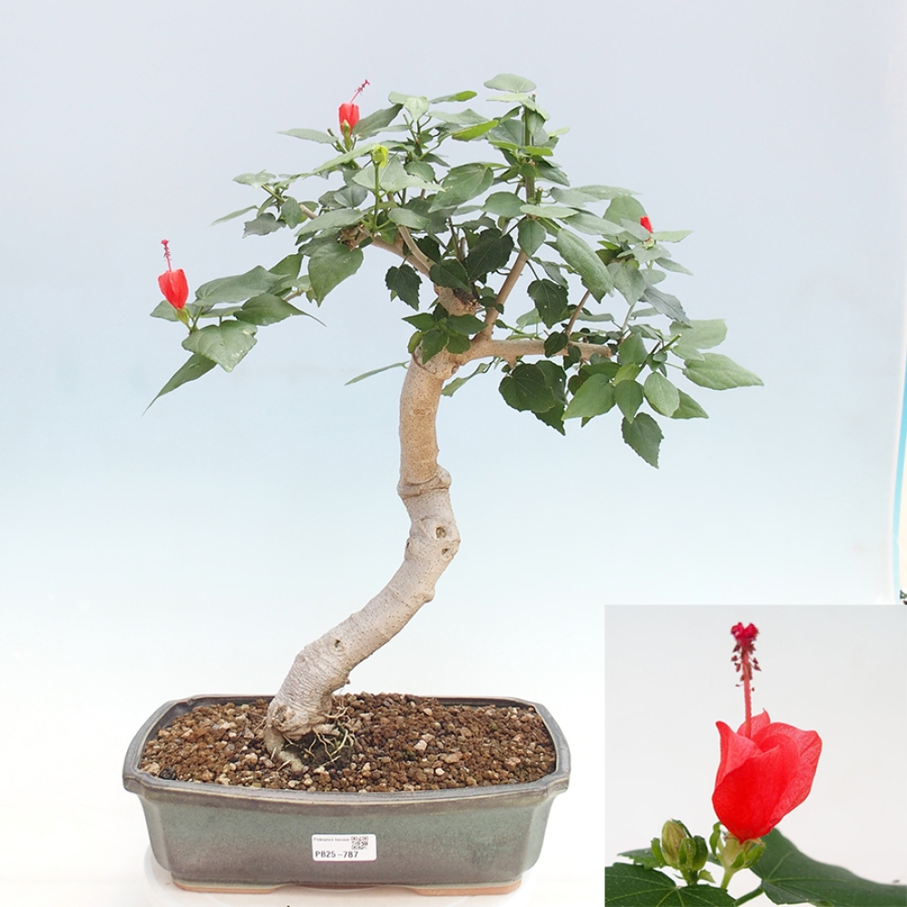 Zimmerbonsai - Malvaviscus arboreus - holziger Hibiskus