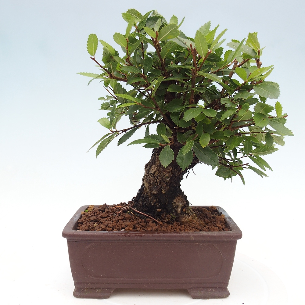 Bonsai für draußen - Zelkova - Zelkova NIRE