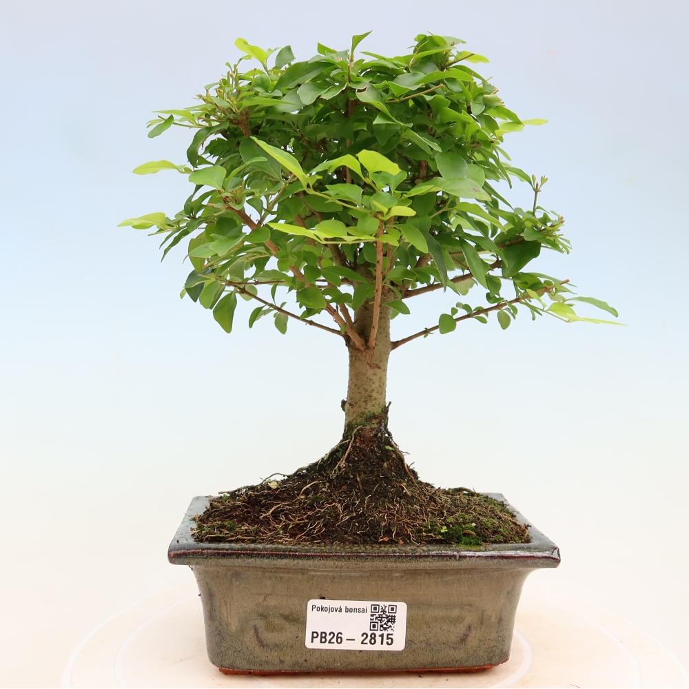 Zimmer Bonsai -Ligustrum chinensis - Vogelschnabel