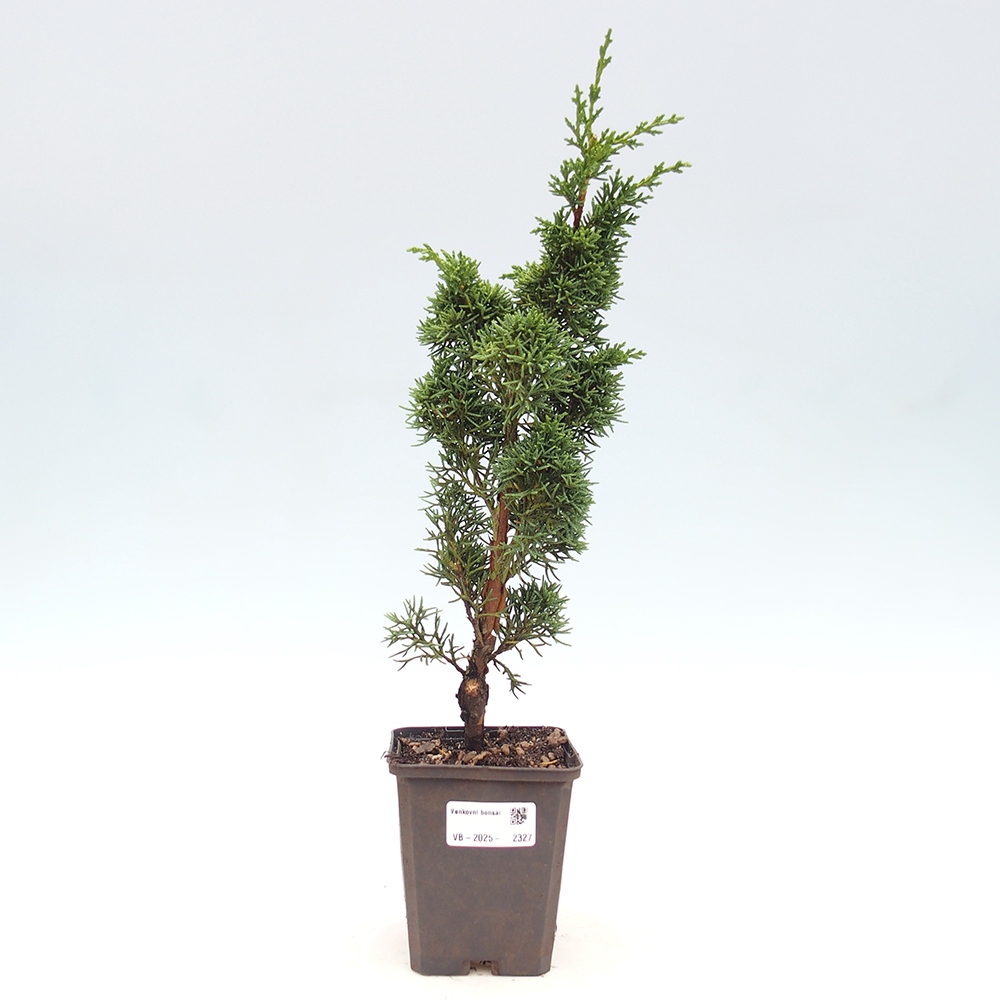 Outdoor-Bonsai - Juniperus chinensis Kishu - Chinesischer Wacholder