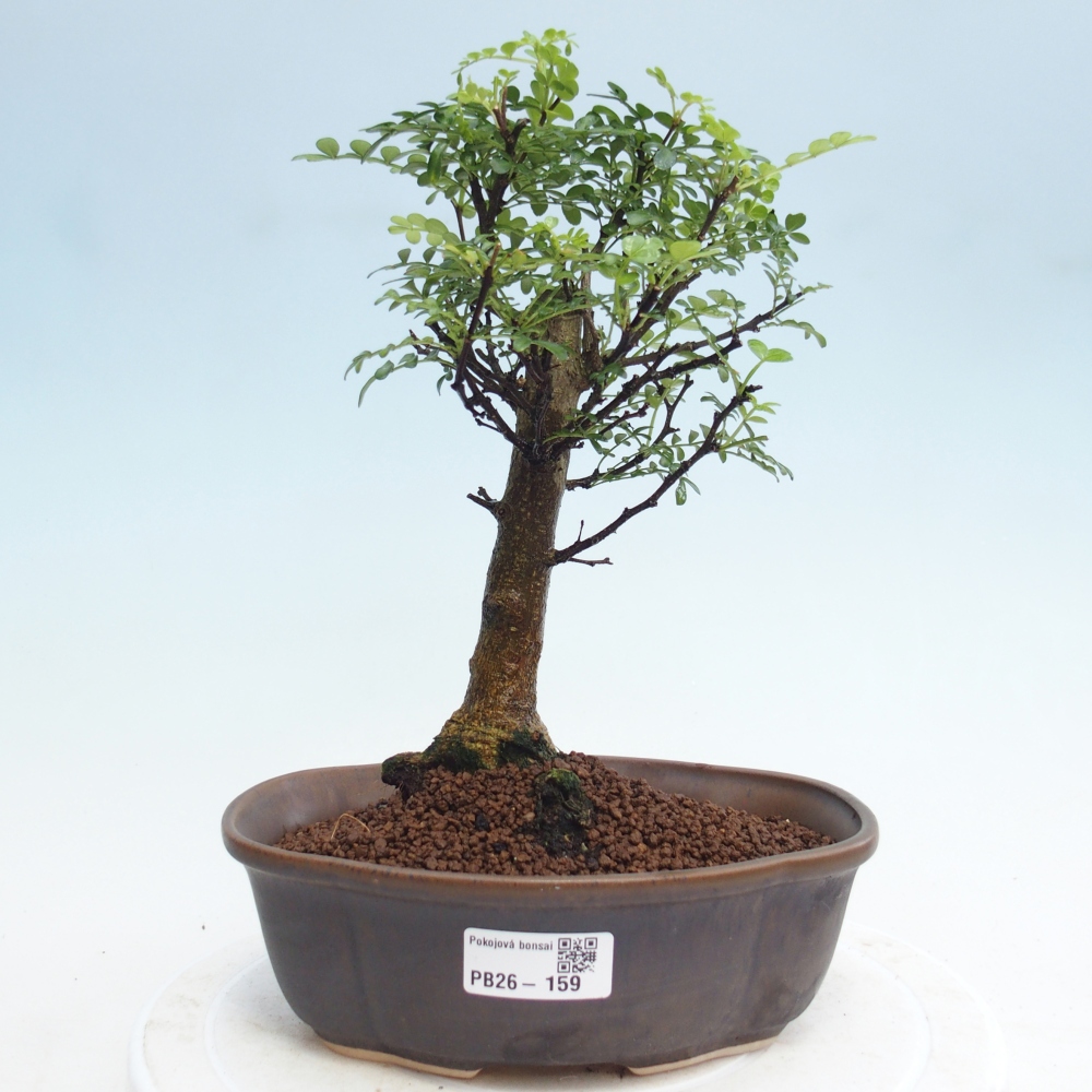 Zimmer Bonsai - Zantoxylum piperitum - Pfefferbaum