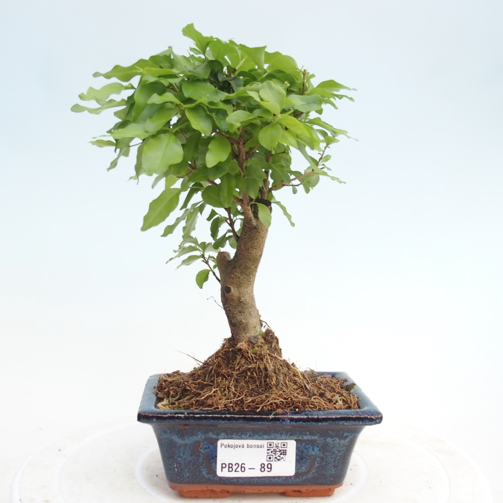 Zimmer Bonsai -Ligustrum chinensis - Vogelschnabel