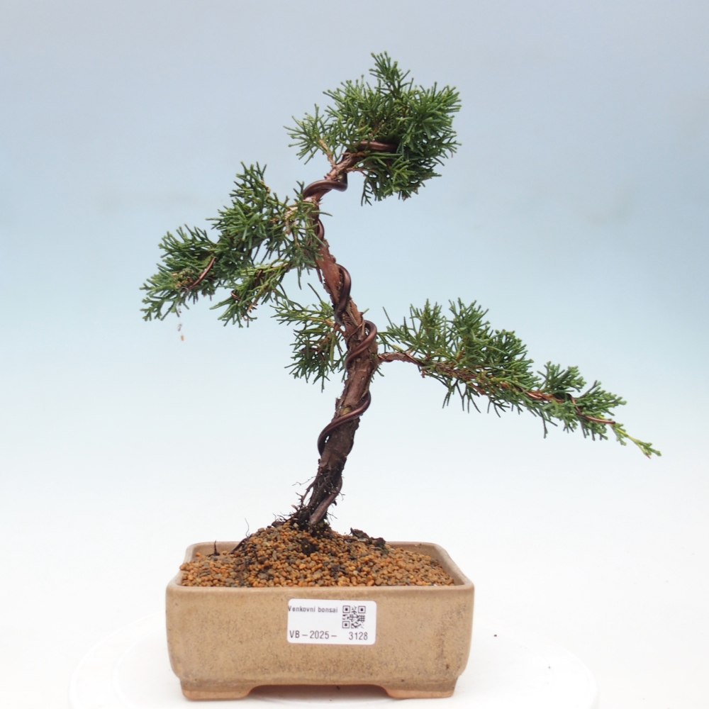 Bonsai im Freien - Juniperus chinensis Kishu - Chinesischer Wacholder