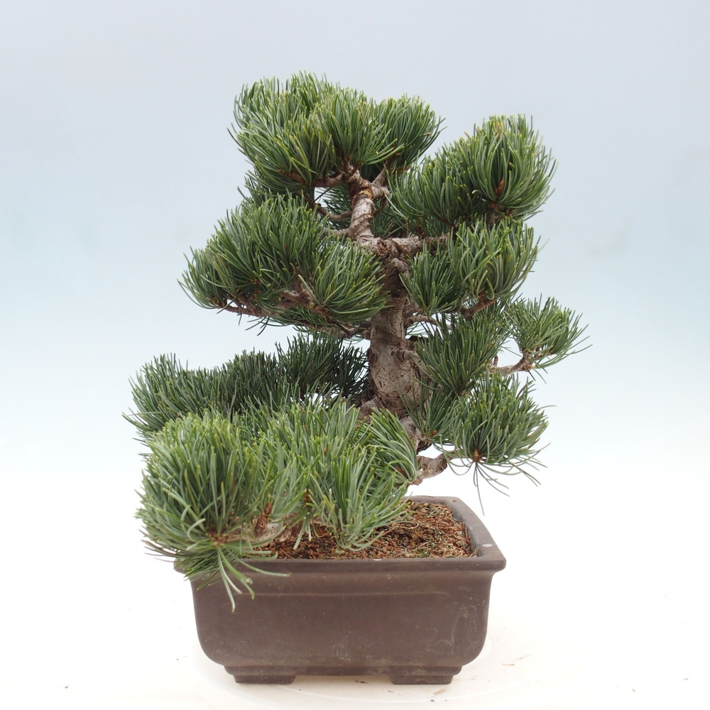 Bonsai im Freien - Pinus parviflora - kleine Kiefer