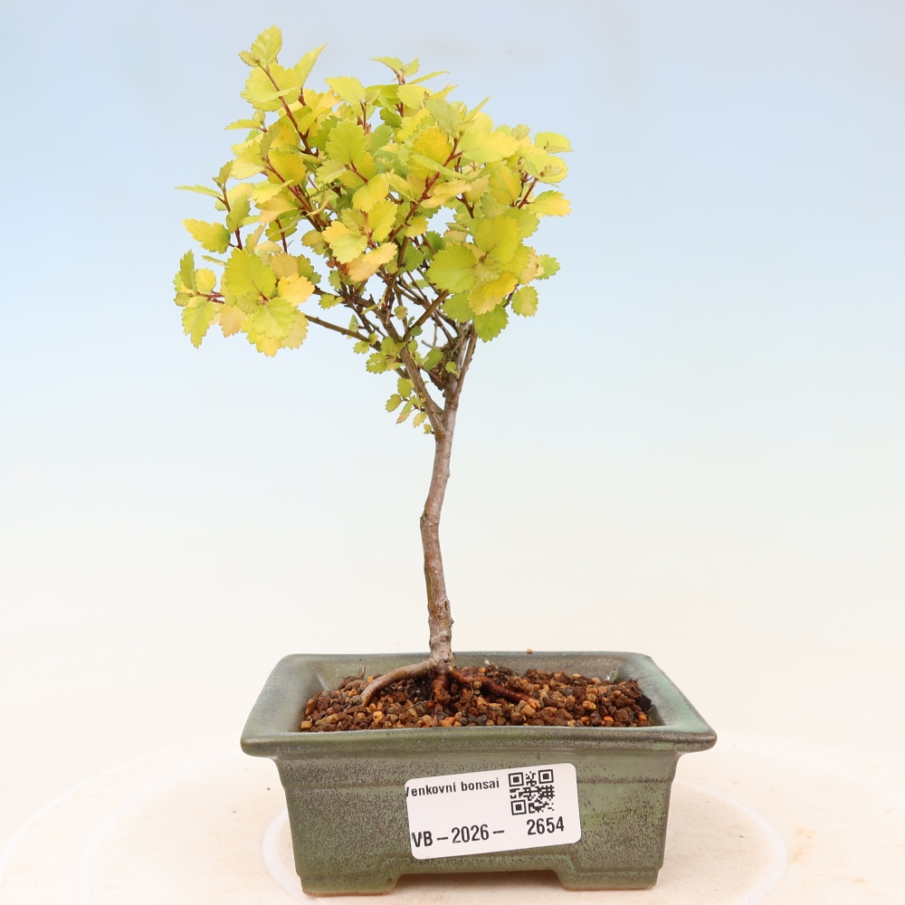 Bonsai für den Außenbereich – Zwergbirke – Betula NANA Golden Treasure