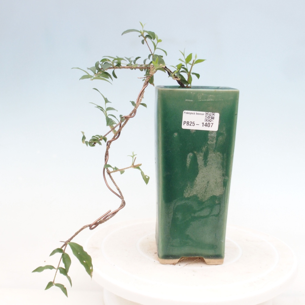 Zimmerbonsai - Malpighia coccigera - Barbdor-Kirsche