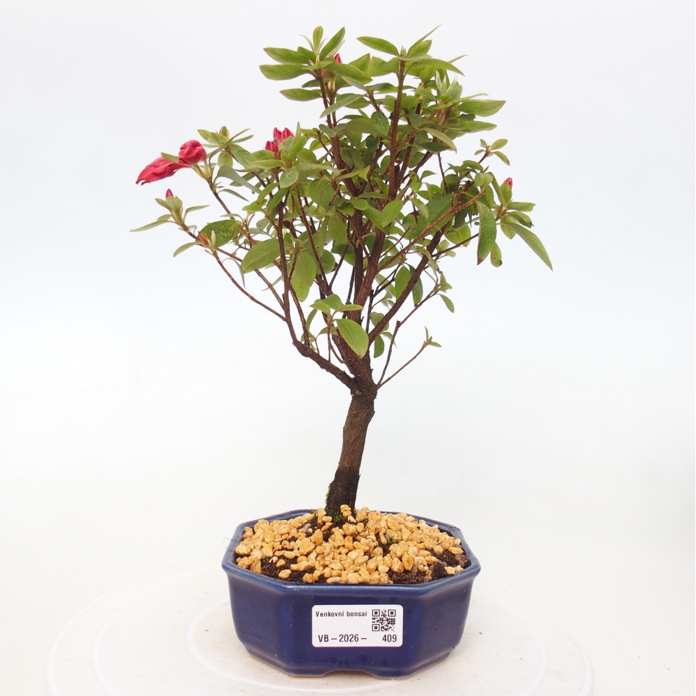 Bonsai für draußen - Japanische Azalee - Azalea sp.