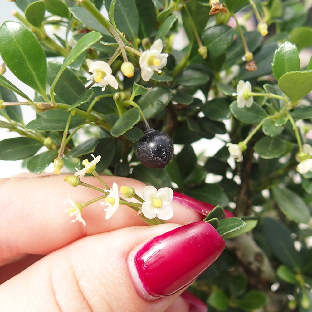 Zimmer Bonsai - Ilex crenata - Stechpalme