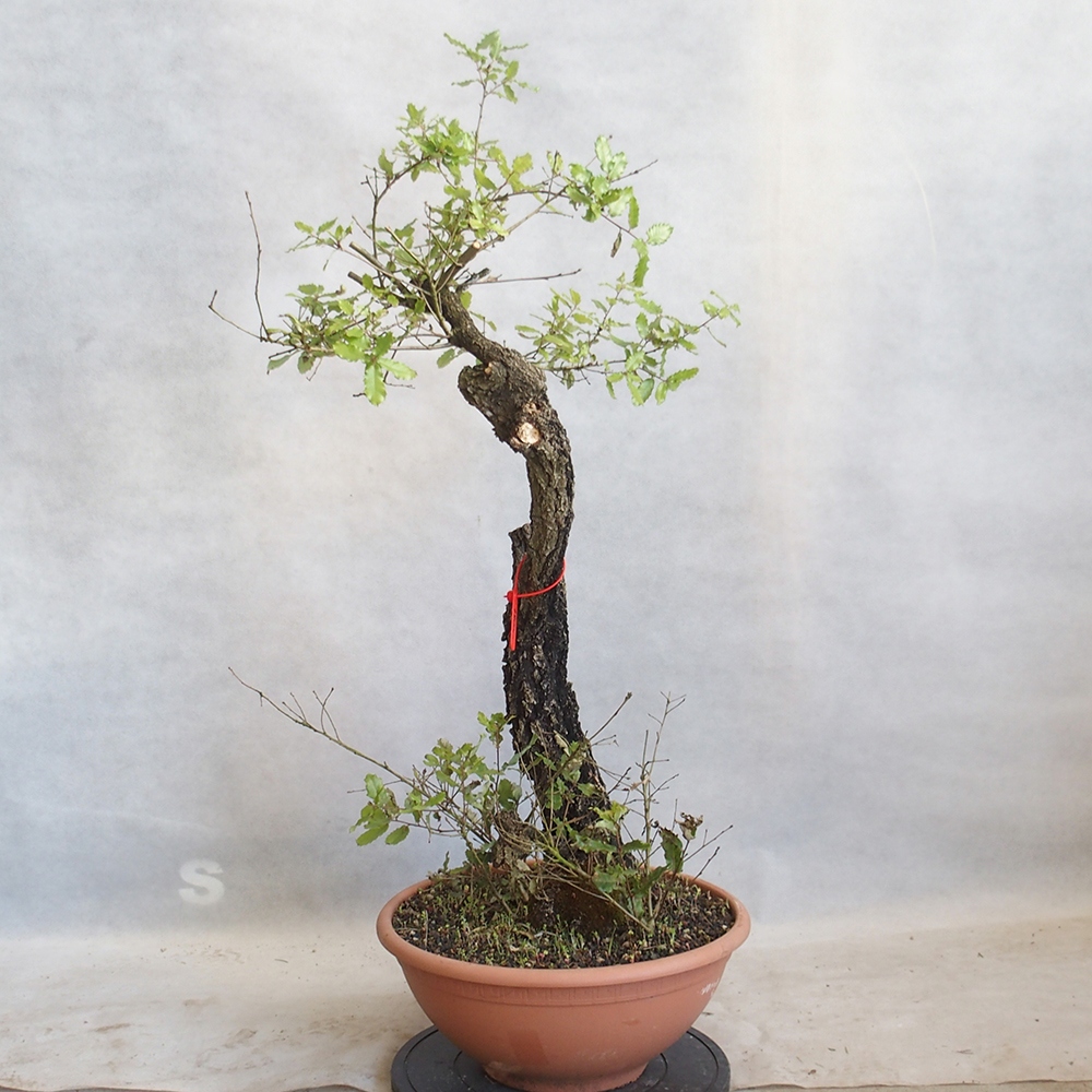 Freilandbonsai Quercus Cerris - Eiche Cer