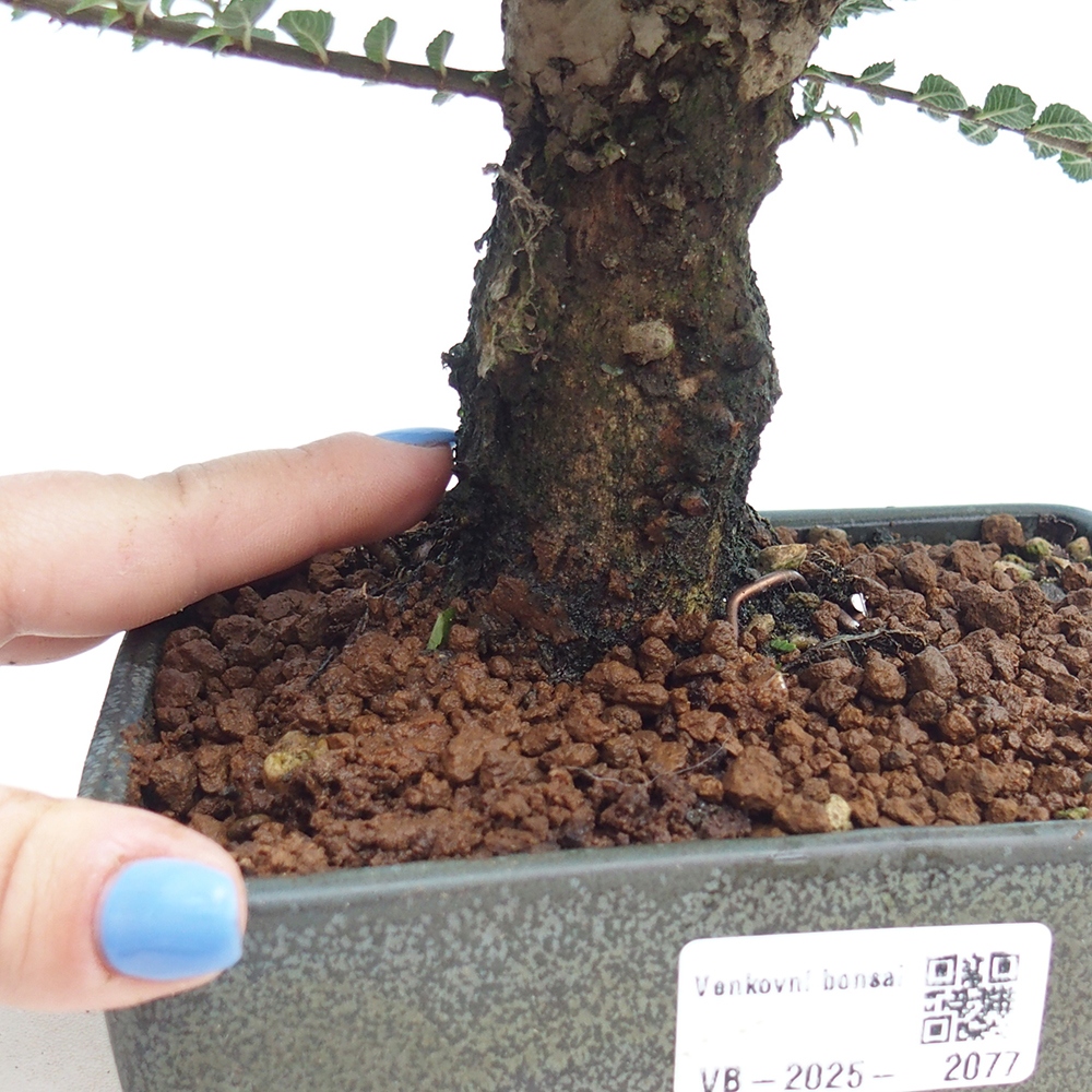 Bonsai im Freien - Ulmus parvifolia Hokkaido - Chinesische Ulme