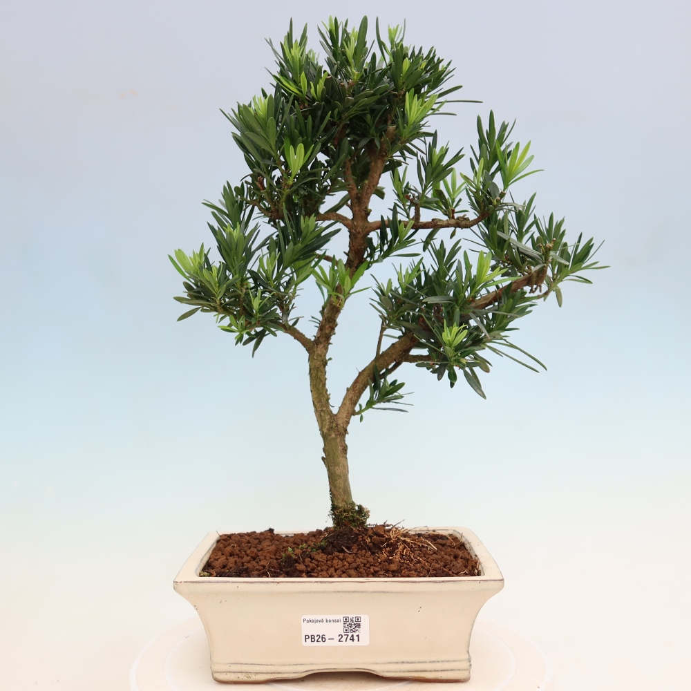 Zimmerbonsai - Podocarpus - Stein-Eibe