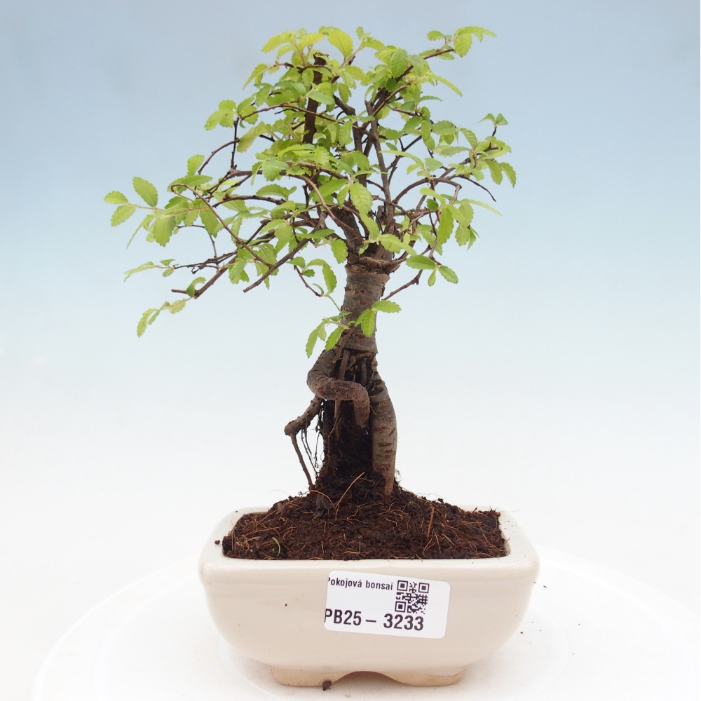 Zimmerbonsai - Ulmus parvifolia - Kleinblättrige Ulme