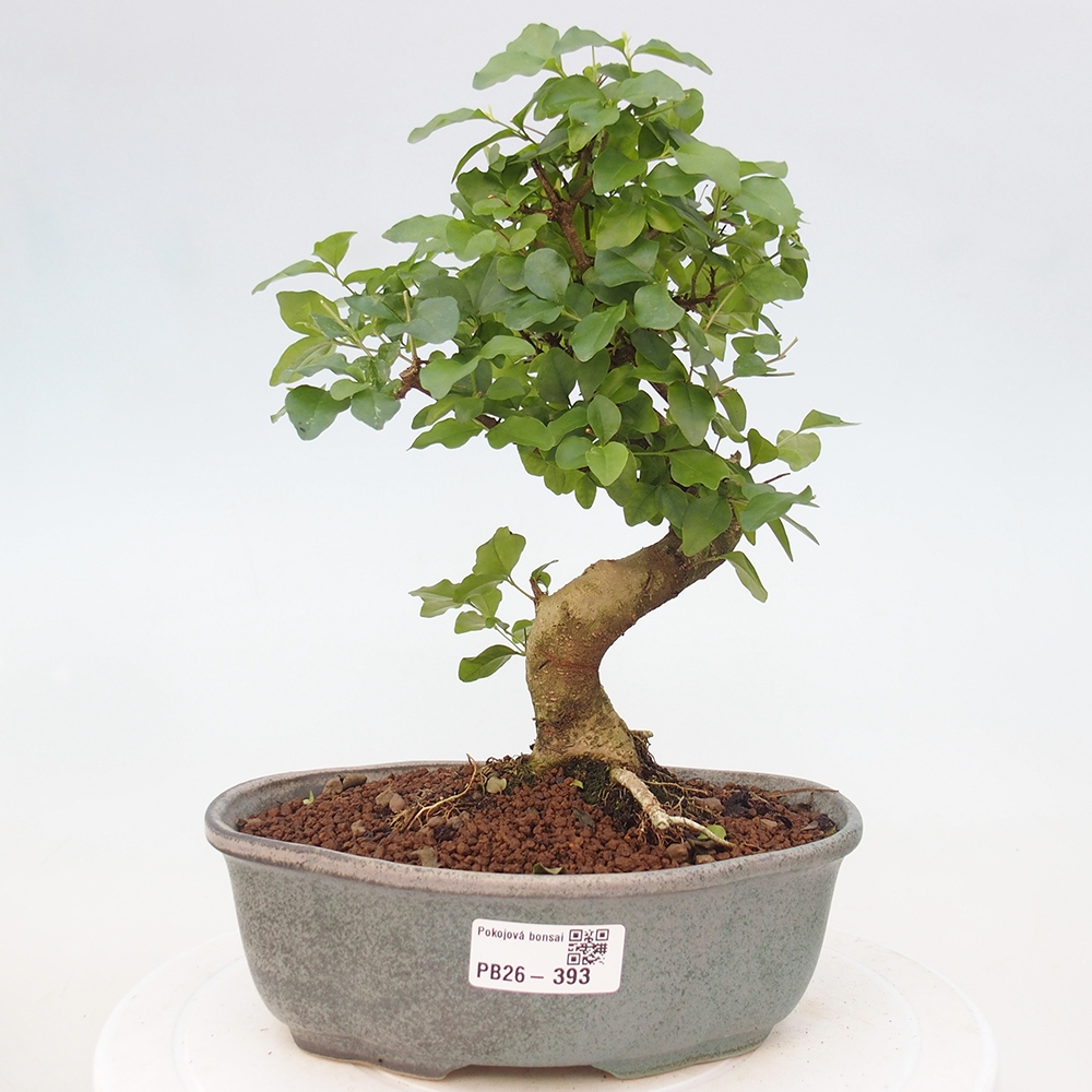 Zimmer Bonsai -Ligustrum chinensis - Vogelschnabel