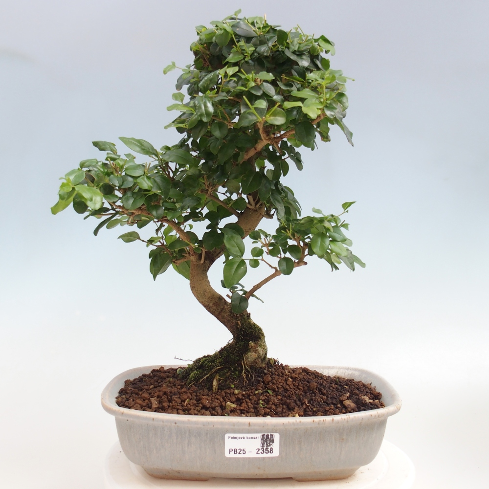 Zimmerbonsai -Ligustrum chinensis - Liguster