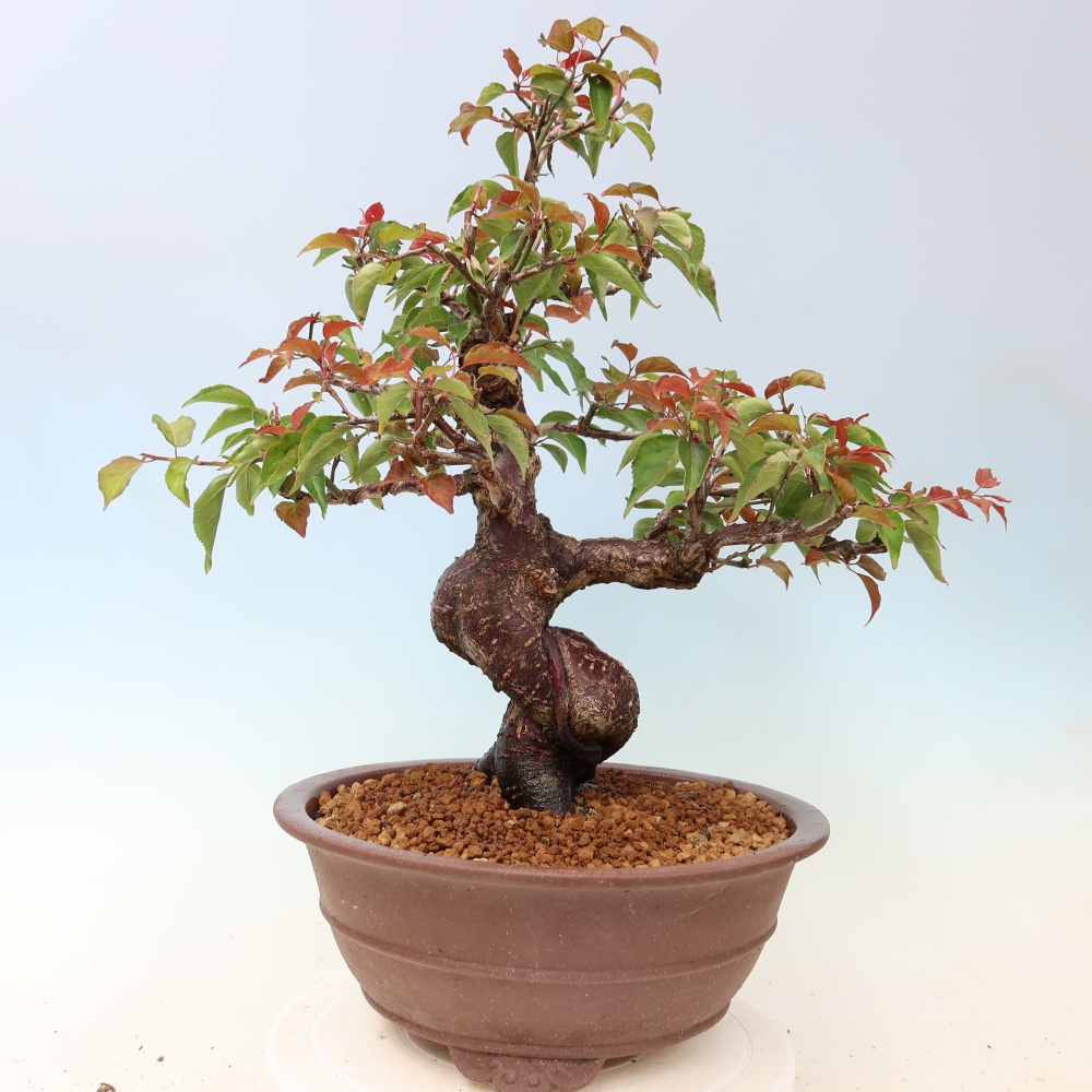 Bonsai für den Außenbereich – Japanischer Aprikosenbaum – Prunus Mume
