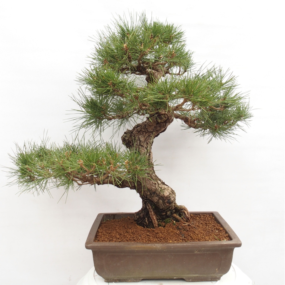 Outdoor-Bonsai - Pinus thunbergii - Thunbergkiefer