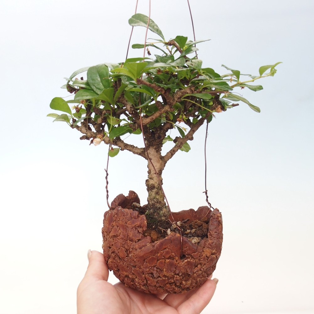 Kokedama in Keramik - Tea-fuki - Carmona macrophylla