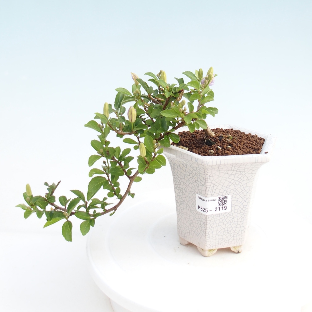 Zimmerbonsai - Grewia occidentalis - Lavendelstern