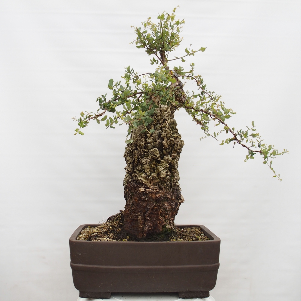 Outdoor-Bonsai Quercus suber - Kork-Eiche