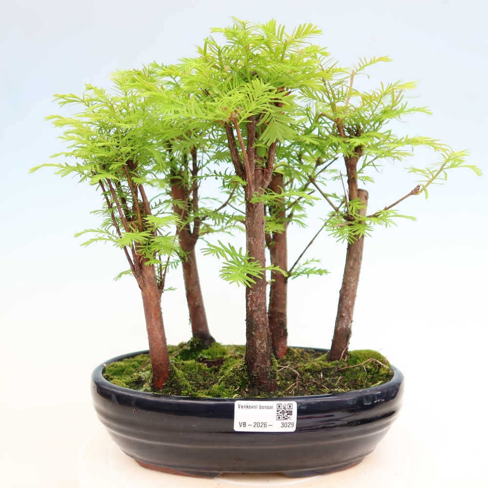Bonsai für den Außenbereich – Metasequoia glyptostroboides – Chinesische Metasequoia – Wäldchen