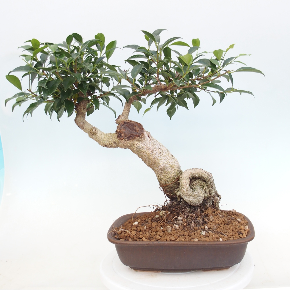 Zimmerbonsai - Ficus kimmen - Kleinblättriger Ficus