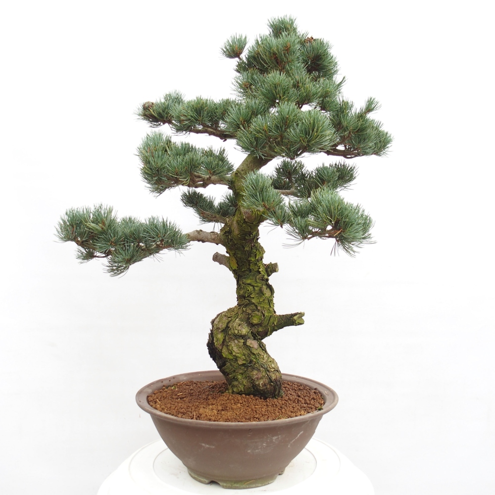Bonsai im Freien - Pinus parviflora - kleine Kiefer