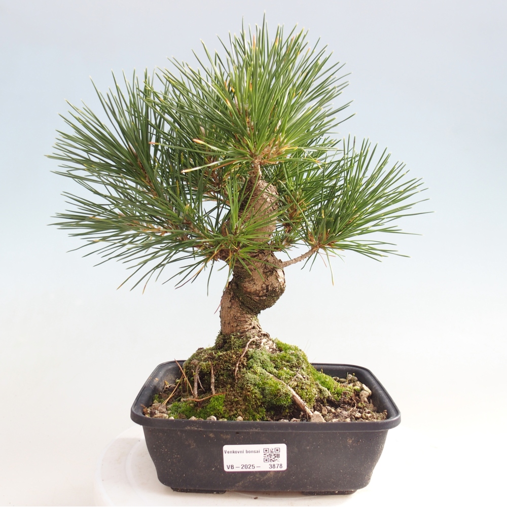 Bonsai für draußen - Pinus thunbergii - Thunberg-Kiefer