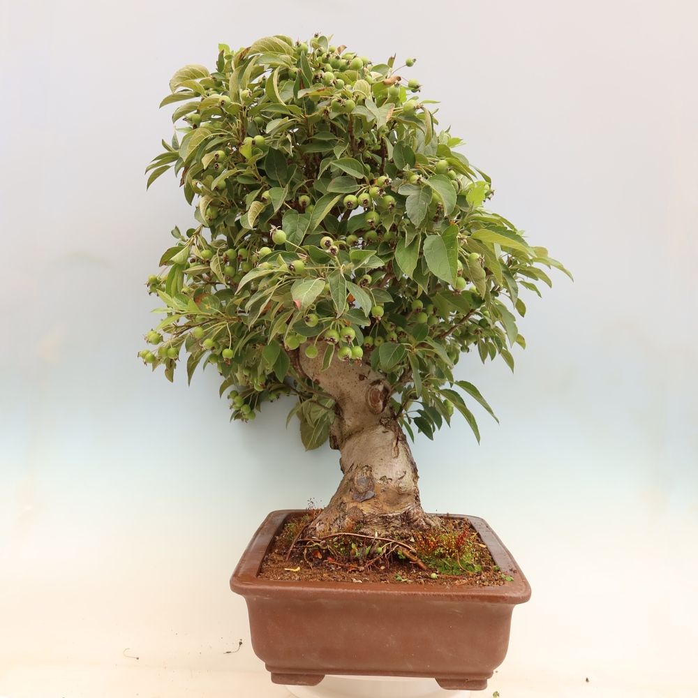 Bonsai im Freien - Malus halliana - Kleinfruchtiger Apfelbaum
