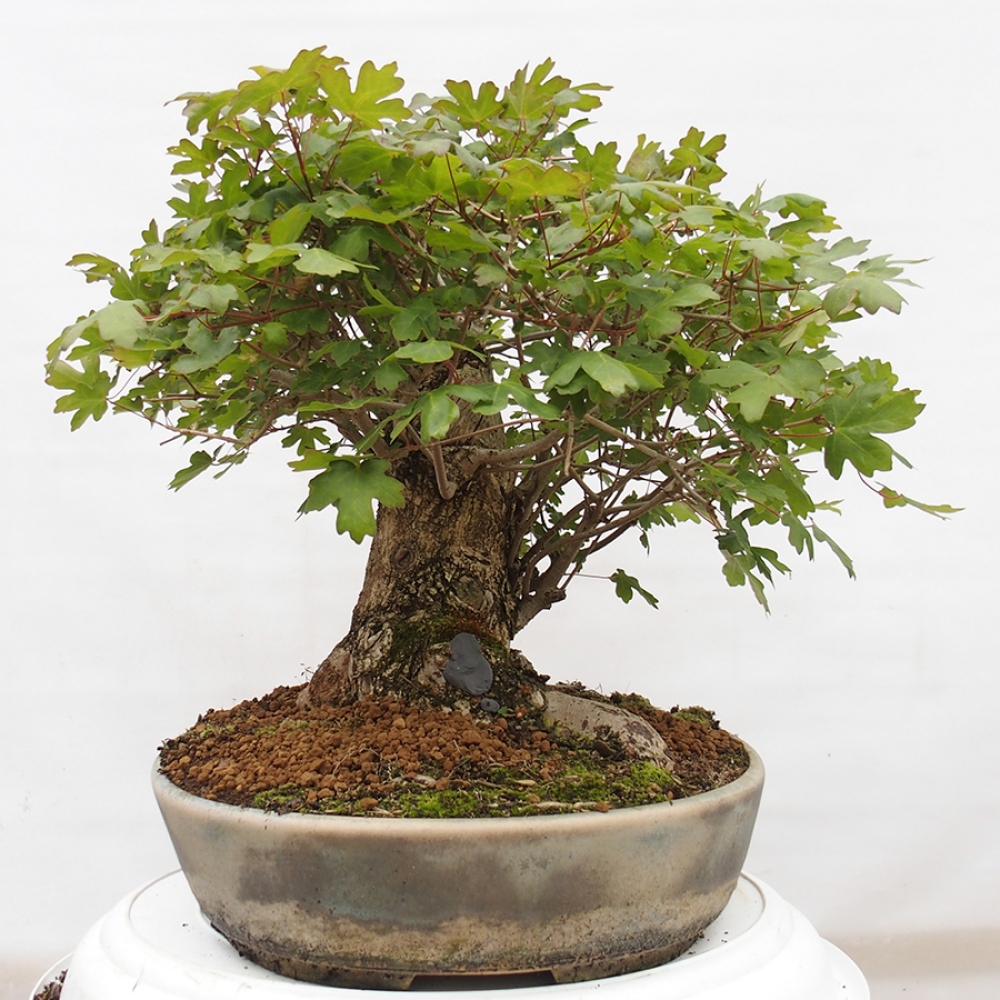 Bonsai im Freien - Baby-Ahorn - Acer campestre